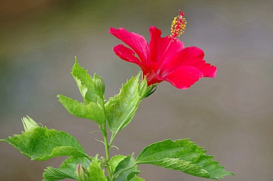 木槿花花语及特殊寓意