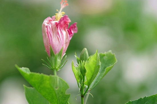 木槿花花语及特殊寓意