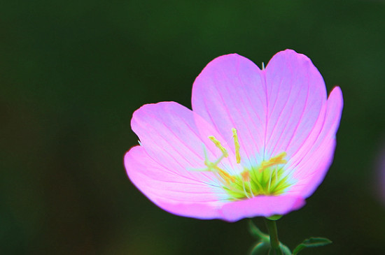 月见草的花语