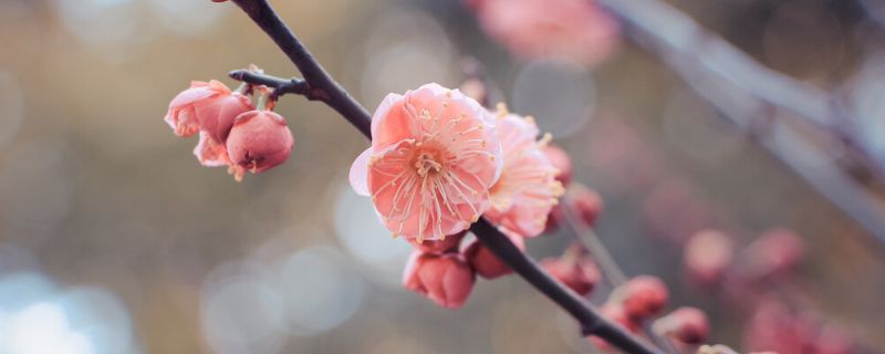 冬季里最耐寒的15种花卉