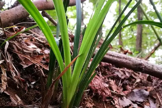 兰花掉花苞原因分析及处理办法