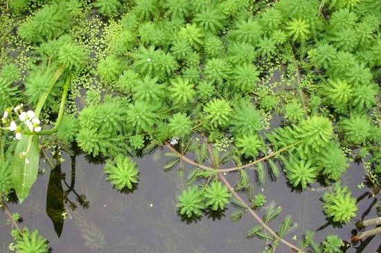 100种沉水植物