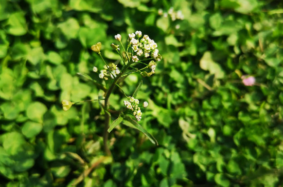 荠菜花的特点