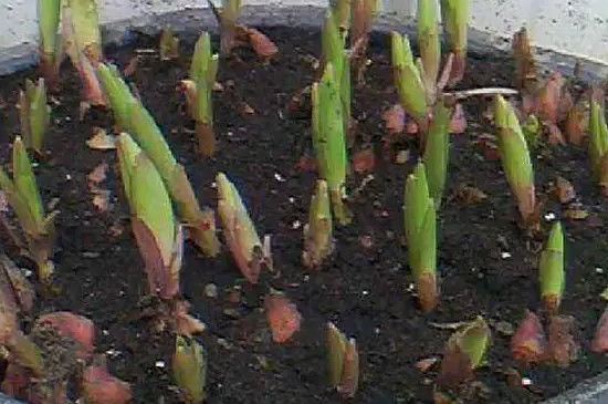 怎样种植百合花