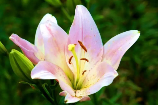 怎样种植百合花