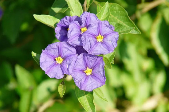 蓝茄花的花期多长