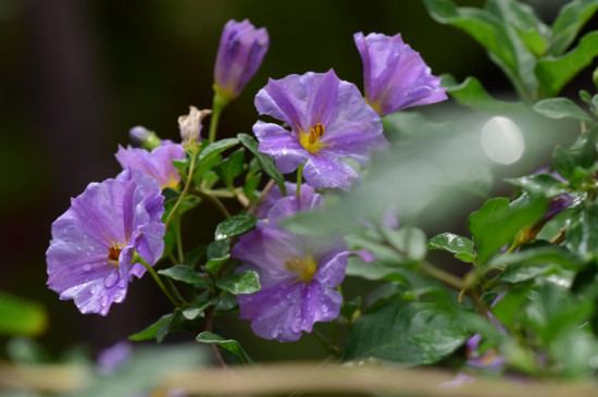 蓝茄花的花期多长