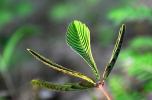 含羞草的秘密：叶枕囊袋储藏液体