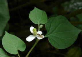 鱼腥草种植：春季根茎挖出栽种