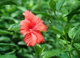 扶桑花的养殖方法：选土,育苗阶段很重要