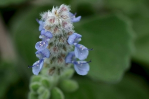 碰碰香开花吗：养护得当会开花