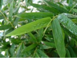 凤尾竹叶子干枯：分析及处理