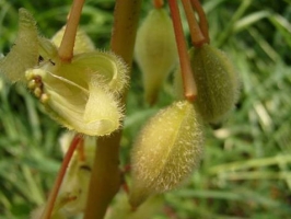 凤仙花的种子：图片|种植方法|价格