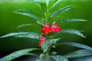 凤仙花有毒吗：茎和种子有小毒