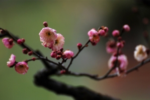 梅花什么时候开：最早在2月,最晚可到5月