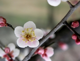 梅花寓意：高风亮节,隐者高士,自强不息