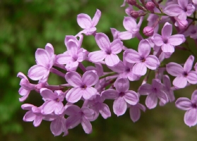 丁香花有毒吗：花香闻多了会头晕