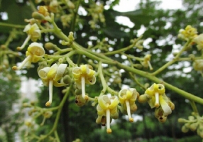 梧桐花开：5~7月份开花