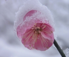 梅花百科