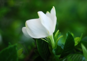 栀子花的功效与作用：泻火除烦,消炎祛热,清热利尿