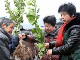 从集市上购买的花木怎样上盆