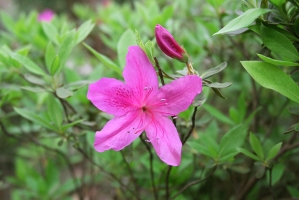 夏鹃为什么花苞很少