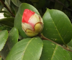 已孕花蕾的山茶为什么开不出来