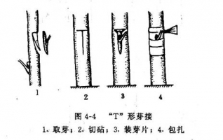 如何进行T形芽接