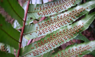 怎样才能收集到蕨类植物的孢子：用刀刮下孢子囊