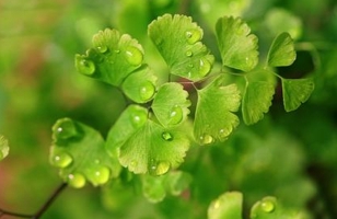 怎样利用孢子繁殖蕨类植物