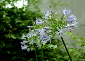 百子莲种植：性喜温暖湿润