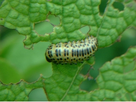 怎样防治蝶、蛾类害虫