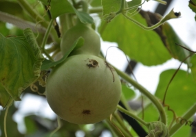 怎样养护观赏葫芦