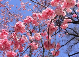 樱花有哪些品种,应怎样繁殖