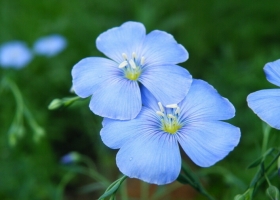 怎样调节蓝亚麻的花期