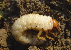 怎样防治土壤里的害虫