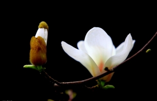 欲使玉兰花提前开花怎么办