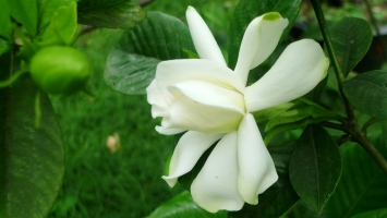 栀子花盆土应怎样科学配制