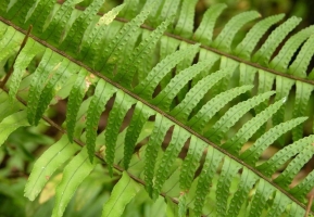 怎样无土盆栽肾蕨