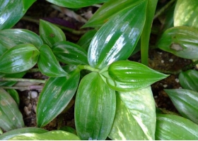 怎样种植白花紫露草