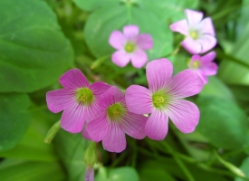 怎样养护红花酢浆草