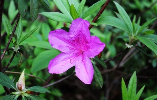 怎样科学栽培和管理杜鹃花