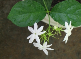 茉莉花栽培应怎样调节肥水