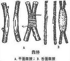 怎样科学繁殖代代