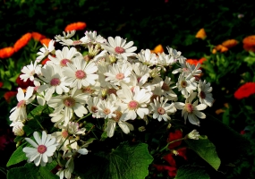 如何养护无土盆栽瓜叶菊