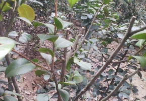 开花后的山茶花应怎样养护