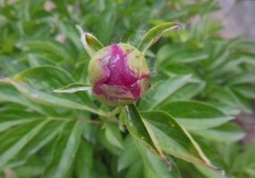 芍药应怎样科学疏蕾