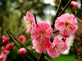 怎样让梅花早开花