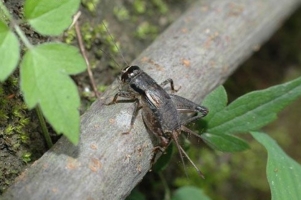 怎样防治蟋蟀