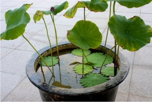 小水缸能种植荷花吗